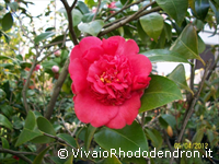 Anemonaeflora (Warratha)
