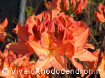 Koning Emma