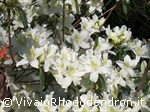 White Lady