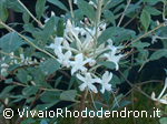 Viscosum
