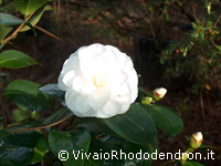 Contessa Paolina Maggi