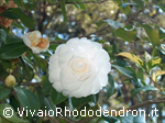 Centifolia Alba