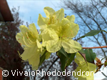 Lutescens