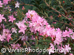 Scabrifolium    Var. Spiciferum