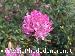 Racemosum