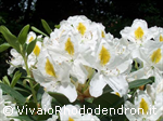 Madame Masson