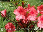 Azalea
