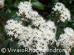 Tomentosum