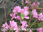 Wandanum