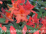 Hotspur Orange