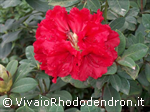 Red Jack