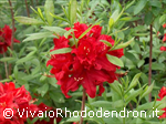 Wallowa Red