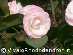 Nuccio's Pearl