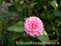 Virginia Franco Rosea