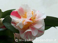 Pomponia Semiplena