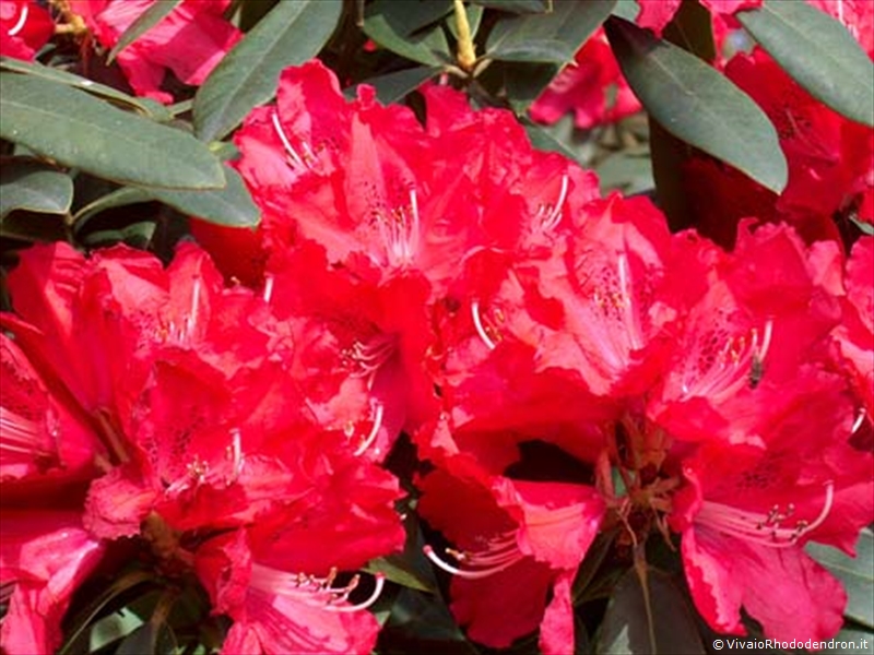 Rhododendron kermensina Inverno 50 pezzi AZALEA giapponese con fiori rosa 